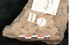 Foto (Detailansicht) von Asplenites waikawicus Ettingshausen (NHMW-GEO-2024-0188-10333)